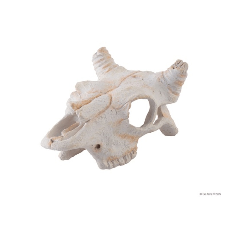 Exo Terra Buffalo Skull – Small